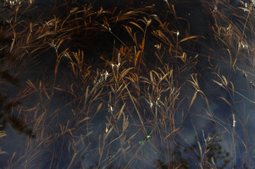 Dried grass under the high water.