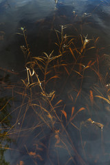 Dried grass under the high water.