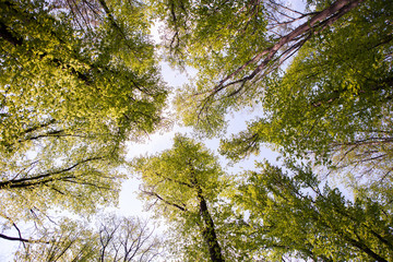 Forest trees. Nature green wood sunlight backgrounds. Bottom view of tall old trees. Top of the trees.