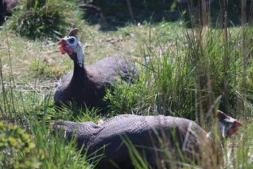 turkey