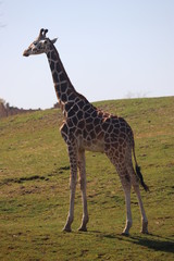 Naklejka na ściany i meble giraffe in africa