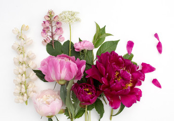 Beautiful colorful Peonie flower on light background