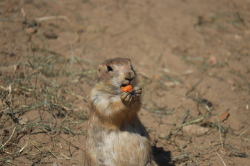 Prairy dog eating