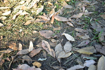 leaves