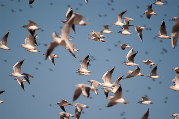 A flock of black-headed gulls, Chroicocephalus Ridibundus flying with the blue sky - birds in flight