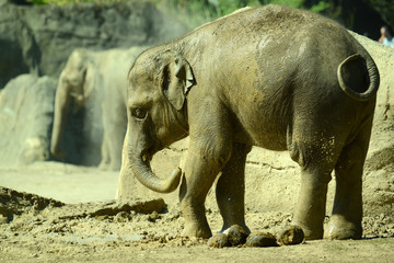Fototapeta premium indischer Elefant in Tierpark