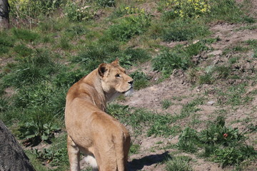 lioness