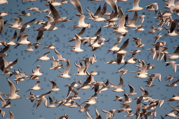 A flock of black-headed gulls, Chroicocephalus Ridibundus flying with the blue sky - birds in flight