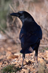 Common crow - Corvus corone portrait looking for food