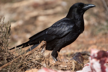 Common crow - Corvus corone portrait looking for food