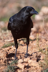 Common crow - Corvus corone portrait looking for food