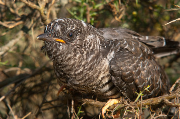 Common cuckoo - Cuculus canorus Young in the nest