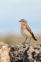 Northern wheatear - Oenanthe oenanthe female in the rock