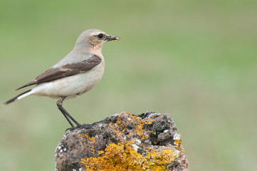 Northern wheatear - Oenanthe oenanthe female in the rock