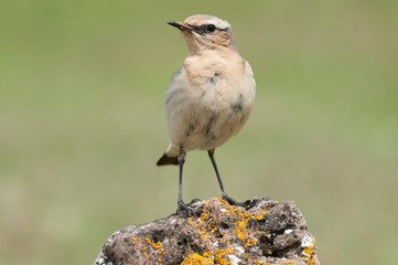 Northern wheatear - Oenanthe oenanthe female in the rock
