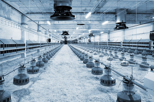 new poultry farm