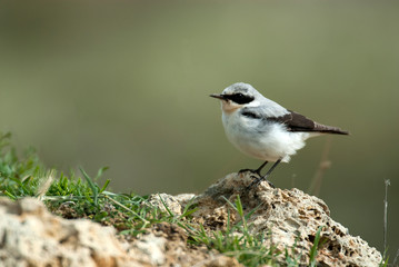 Northern wheatear - Oenanthe oenanthe male in the rock