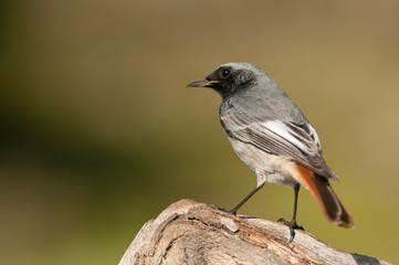 Phoenicurus ochruros - black redstart in natural habitat standing on a rock