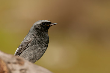 Obraz premium Phoenicurus ochruros - black redstart in natural habitat standing on a rock