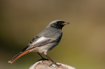 Phoenicurus ochruros - black redstart in natural habitat standing on a rock