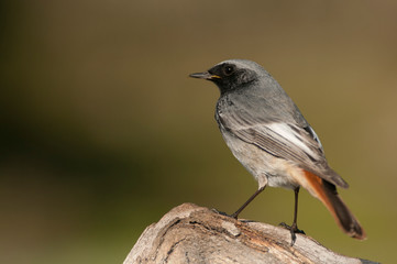 Phoenicurus ochruros - black redstart in natural habitat standing on a rock