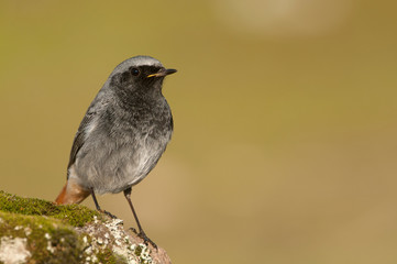Phoenicurus ochruros - black redstart in natural habitat standing on a rock
