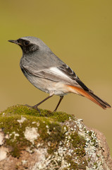 Phoenicurus ochruros - black redstart in natural habitat standing on a rock
