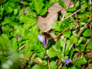 A greater beefly, bombylius major, feeds from a flower in a Japanese nature park in Kanagawa, Prefecture, Japan.