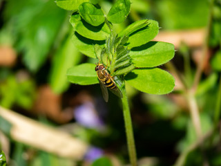 A syrphini hoverfly rests on fresh spring greenery in a Japanese forest