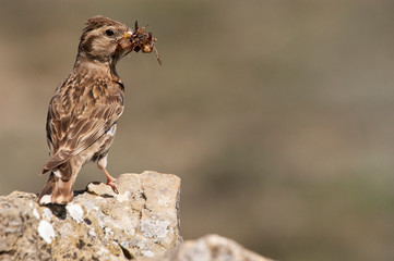 Rock Sparrow - Petronia petronia with insects in its beak