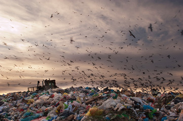 Seagulls flying in the trash