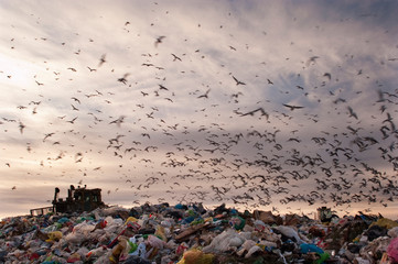 Seagulls flying in the trash