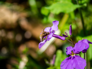 A greater beefly, bombylius major, feeds from a flower in a Japanese nature park in Kanagawa, Prefecture, Japan.
