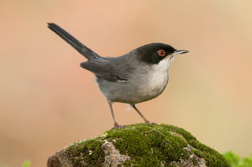 Sylvia melanocephala - Sardinian warbler in its natural habitat