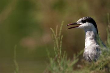 Whiskered tern - Chlidonias hybridus adult portrait among the grass.jpg