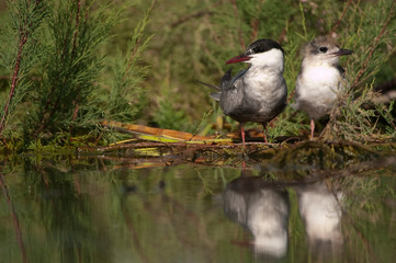 Whiskered tern - Chlidonias hybridus adult with pups and reflection in the water