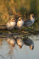 Whiskered tern - Young Chlidonias hybridus in the nest reflected in the water