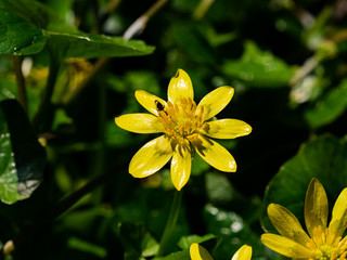 Fototapeta premium Single lesser celandine flower 2