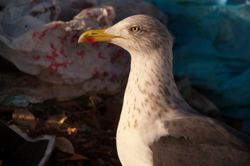 Yellow legged gull - Larus michahellis in a trash can with plastics and garbage