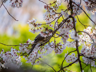Japanese brown-eared bulbul feeds in sakura 6