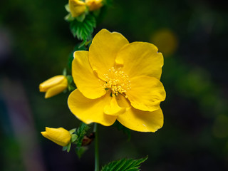 yellow Japanese kerria flower close up