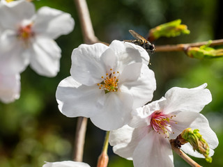 green bottle blow fly on a sakura blossom macro
