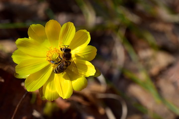 Bee on yellow flower. The insect collects pollen from an early spring flower. Flower - Adonis of Amur.  Close up. Macro.