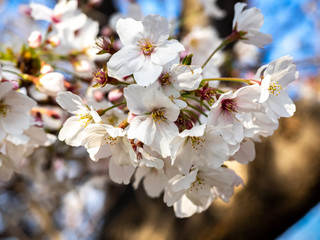 White Japanese yoshino cherry blossoms 3