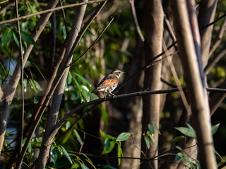 Dusky thrush in a Japanese forest.