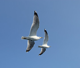 seagull in flight