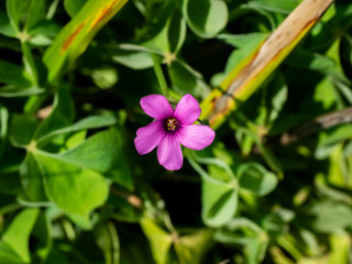Fototapeta premium single pink wood sorrel flower