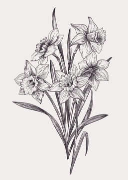 Daffodil Outline