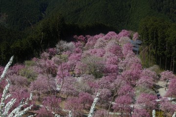 高見の郷　しだれ桜