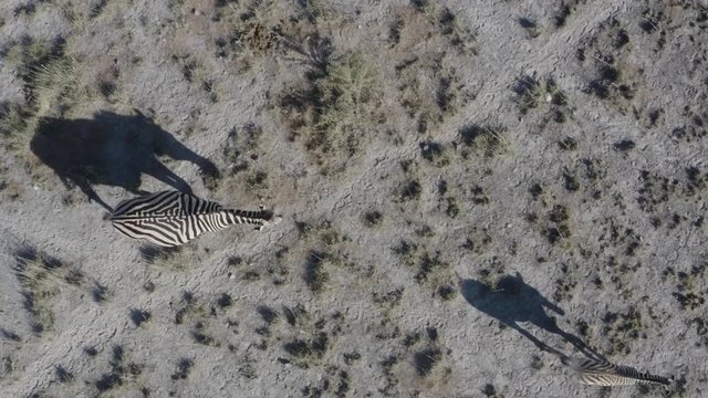 Close-up straight down aerial view of a female zebra and her cute foal casting an interesting shadow as they walk on well used animal tracks on the Makgadikgadi Pans,Botswana 